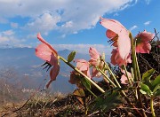 25 Helleborus niger (Ellebori) in piena fioritura con vista in Alben e Suchello